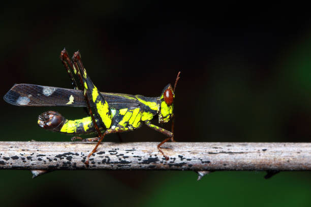 istock grasshopper in the forest, Thailand 1289686296