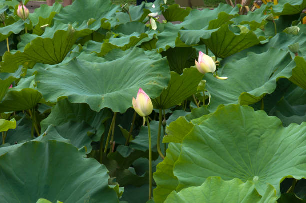istock Pond with lotus leaves and closed flower buds 1289687129