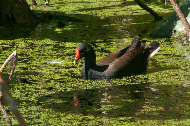 istock Dusky moorhen swimming in pond 1289687149