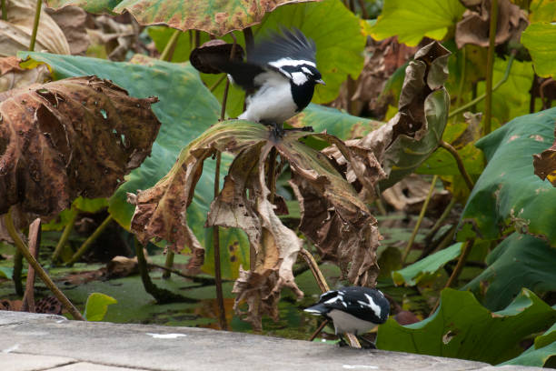 Garden scene of a grallina cyanoleuca or magpie-larks playing among the lotus leaves Autumn by the lotus pond Sydney, Australia lake murray stock pictures, royalty-free photos & images