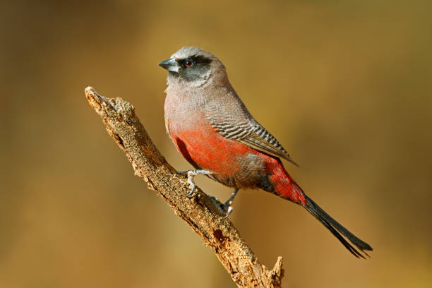 istock Black-faced waxbill (Estrilda erythronotos) perched on a branch, South Africa 1289689300