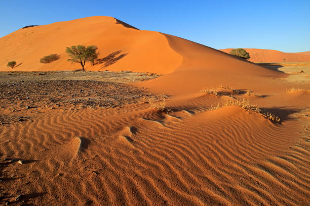 istock Red sand dune with stone pebbles and thorn trees, Sossusvlei, Namib desert, Namibia 1289689305
