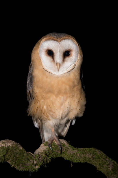 istock Beautiful portrait of Barn owl (Tyto alba) 1289689614