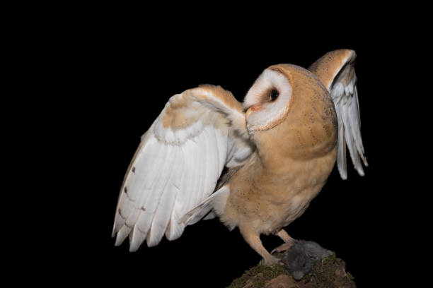 istock Barn owl protects its prey in the dark night (Tyto alba) 1289689644