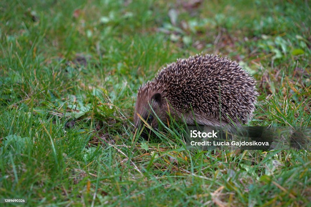 European hedgehog, in Latin called Erinaceus europaeus, in lateral view, looking for food on a late autumn day. Grass as a background and some copy space is available. Abstract Stock Photo