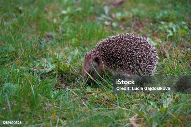 European Hedgehog In Latin Called Erinaceus Europaeus In Lateral View Looking For Food On A Late Autumn Day Grass As A Background And Some Copy Space Is Available Stock Photo - Download Image Now