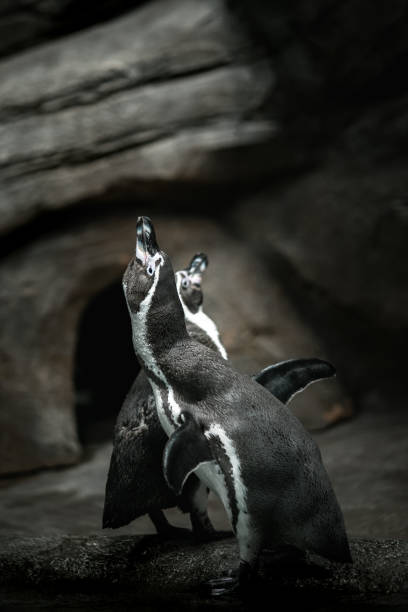 портрет пингвина гумбольдта, стоящего на скалистом берегу. - humboldt penguin стоковые фото и изображения