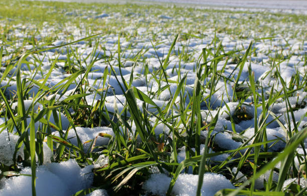 Sprouts of winter wheat. Young wheat seedlings grow in a field. Sprouts of winter wheat. Young wheat seedlings grow in a field. Green wheat covered by snow. winter rye stock pictures, royalty-free photos & images
