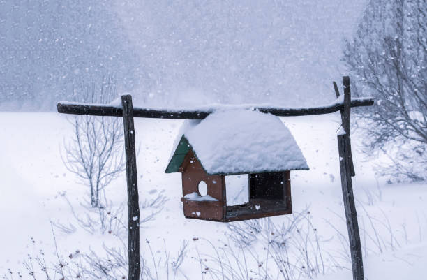 istock Wooden feeder hanging outdoors 1289692477