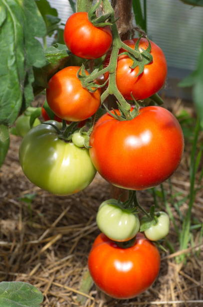 istock Maturing tomatoes in the greenhouse close-up 1289692787