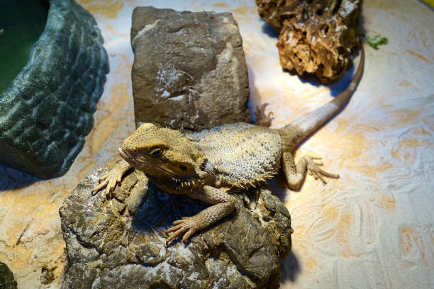 istock A pogona lizard sitting on a wooden surface in a forest 1289693372