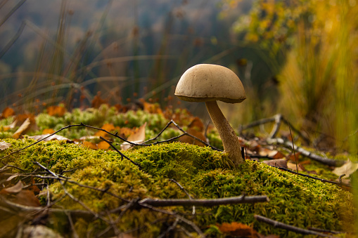 Mushroom in idyllic light in the forest