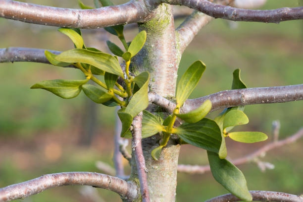 mistletoe (альбом viscum) - european mistletoe стоковые фото и изображения