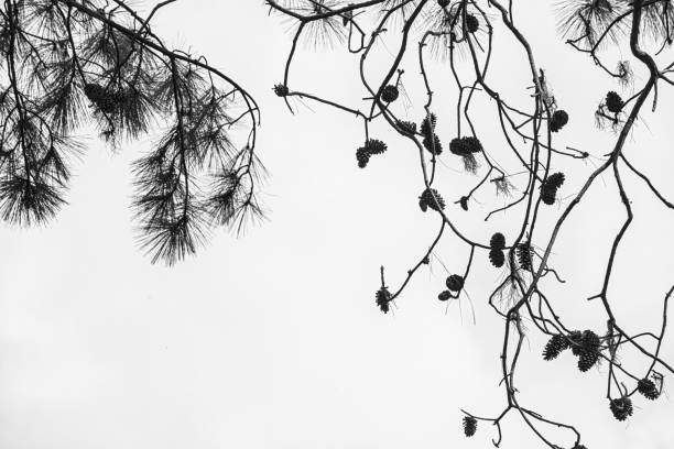 Close-up pine cones on branches, silhouette against the sky, black and white photography. Natural decorative pattern texture.