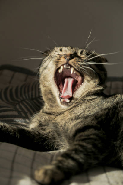 istock Lop-eared cat is yawning on the sofa in the shadow. 1289698168