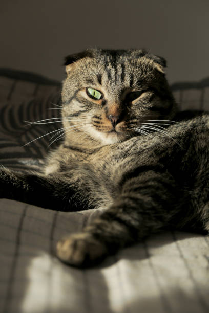 istock Lop-eared cat is lying on the sofa in the shadow. 1289698170
