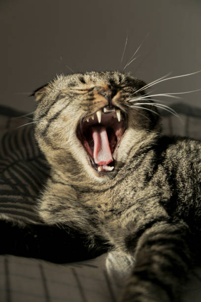 istock Lop-eared cat is yawning on the sofa in the shadow. 1289698186