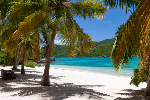 istock Palm tree filled tropical beach in the Caribbean 1289700976