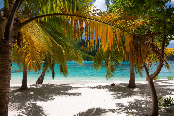 istock Palm tree filled tropical beach in the Caribbean 1289700982