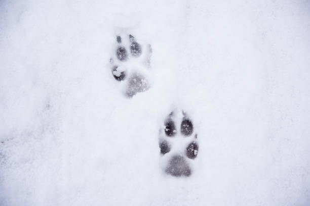 pistes de chien - paw print dog track animal track photos et images de collection