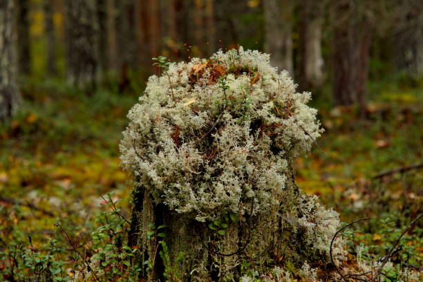 istock Fur hat on a rotten stump 1289703896