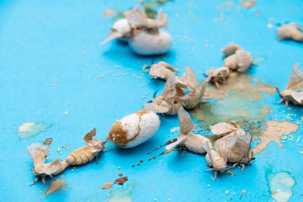 istock Group of silk worms are laying eggs 1289704570