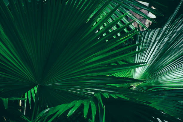 istock tropical palm leaf, dark green nature background 1289704784