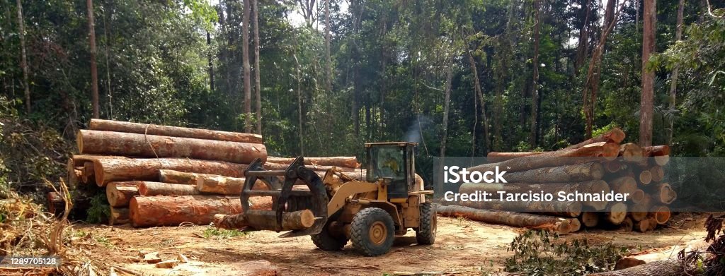 Radlader aufräumen die Haufen von Holzstämmen - Lizenzfrei Abholzung Stock-Foto