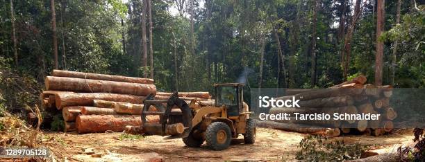 Radlader Aufräumen Die Haufen Von Holzstämmen Stockfoto und mehr Bilder von Abholzung - Abholzung, Forstwirtschaft, Amazonas-Region