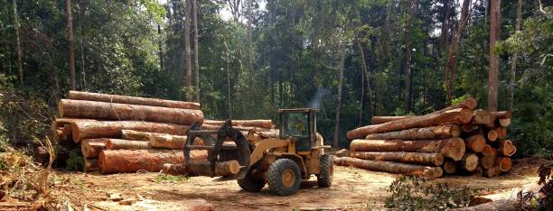 pala gommata riordinando le pile di tronchi di legno - forest industry foto e immagini stock