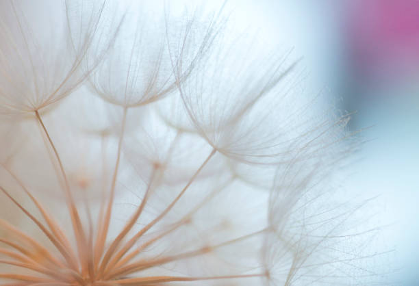 istock The Lightness of Being 1289705957