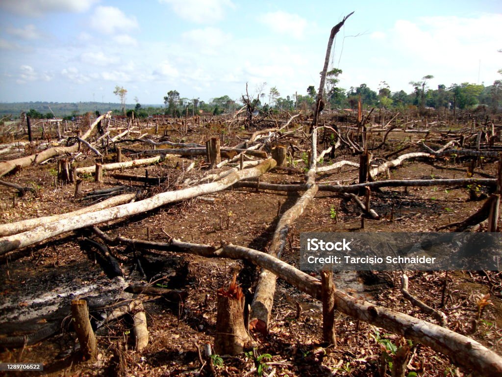 Illegal deforestation in brazilian Amazon rainforest Area of illegal deforestation of vegetation native to the Brazilian Amazon forest Deforestation Stock Photo