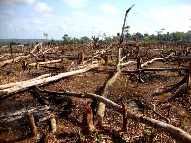 Illegal deforestation in brazilian Amazon rainforest Area of illegal deforestation of vegetation native to the Brazilian Amazon forest deforestation stock pictures, royalty-free photos & images
