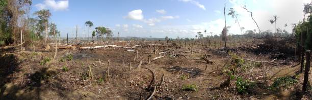 незаконная вырубка лесов в бразильских тропических лесах амазонки - green woods forest southern brazil стоковые фото и изображения