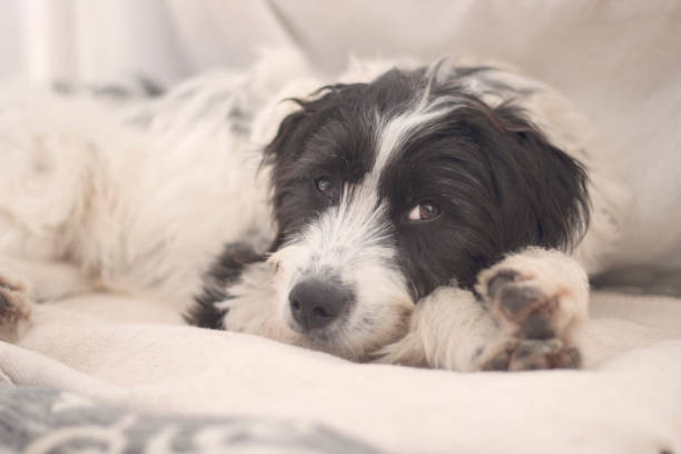 istock Black and white puppy laying on the pillow looking aside 1289707653