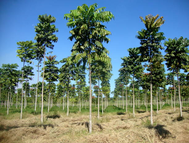 Reforestation in the Amazon region with Shizolobium amazonicum Reforestation in the Amazon region with the fast growing species Parica (Shizolobium amazonicum) in a consortium (agroforestry system) with hay production agroforestry stock pictures, royalty-free photos & images