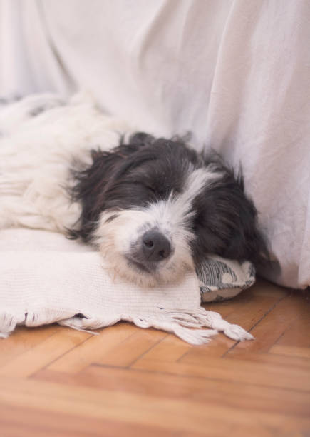 A 16-year-old old dog sleeping on a sofa in the living room. Wirehaired dachshund.