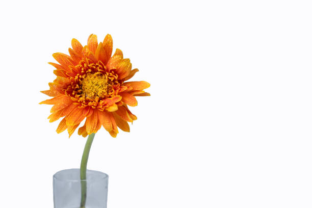 istock Beautiful gerbera flower in glass with white background, clipping path copy space 1289708618