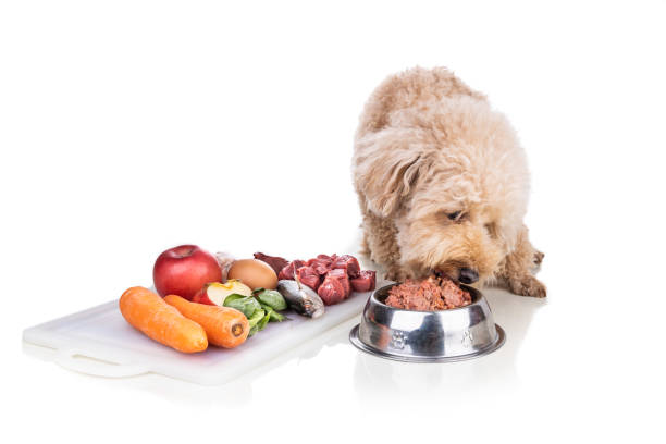 istock Healthy dog feeding on barf raw meat diet on white background 1289709939