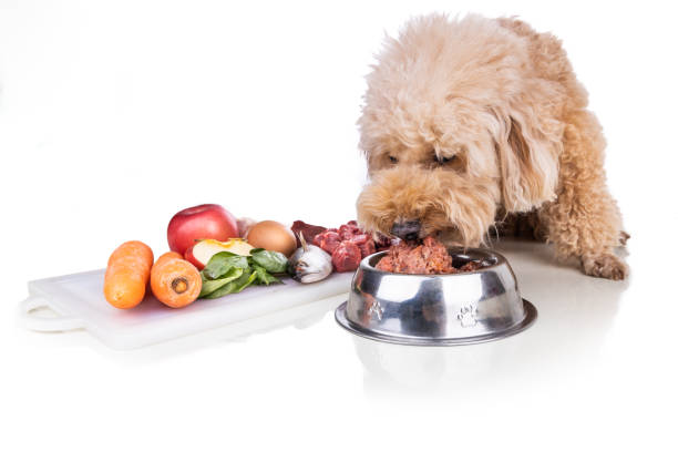 istock Healthy dog feeding on barf raw meat diet on white background 1289709949
