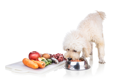 Obedient healthy dog feeding on barf raw meat diet on white background