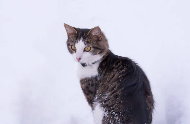 istock Black and white cat walking in deep snow. 1289710496