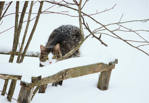 istock Black and white cat walking in deep snow. 1289710506