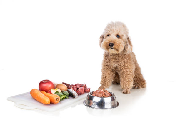 istock Obedient healthy dog posing with barf raw meat, fish, vegetable, eggs, ingredient diet on white background 1289710847