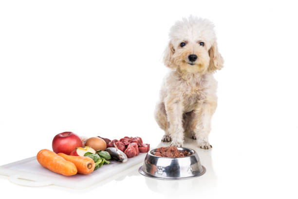 istock Obedient healthy dog posing with barf raw meat, fish, vegetable, eggs, ingredient diet on white background 1289710856