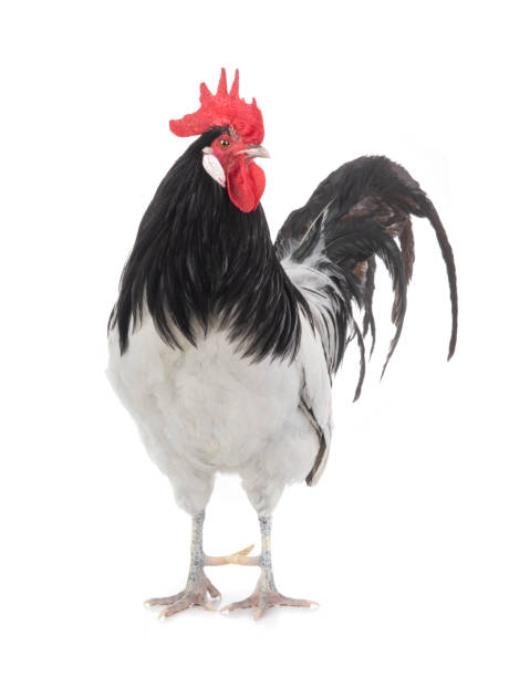 istock black and white rooster isolated on white background 1289712128