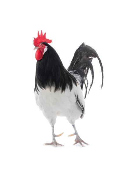 istock black and white rooster isolated on white background 1289712131