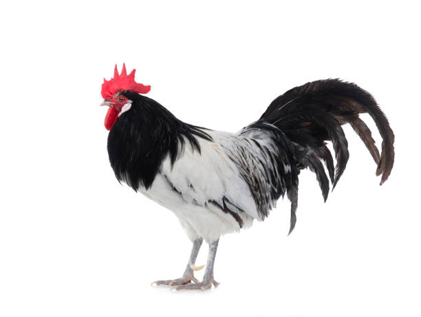 istock Black and white Lakenfelder rooster on a white background. 1289712166