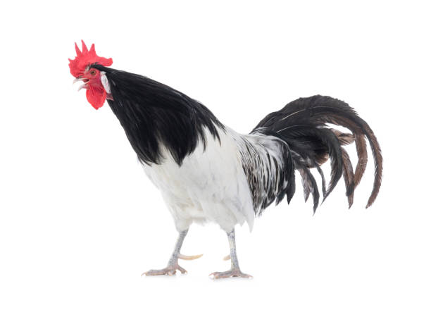istock black and white rooster singing isolated on white background 1289712233