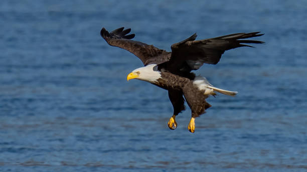 istock Bald Eagle in Flight getting a meal of fish at Conowingo Dam 1289712276